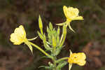 Common evening-primrose